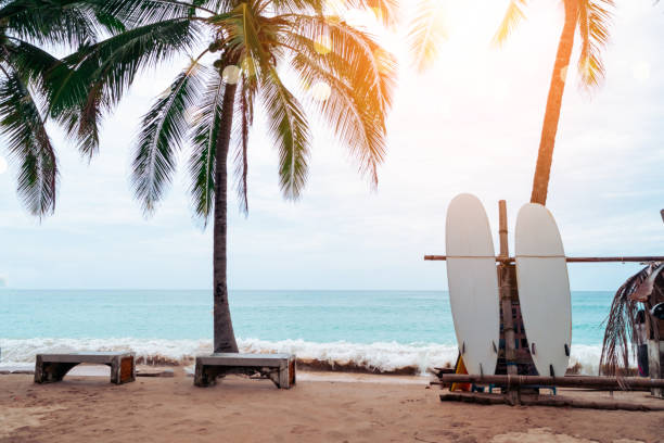 istock Many surfboards beside coconut trees at summer beach with sun light and blue sky background. 1271473027