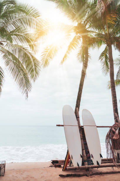istock Many surfboards beside coconut trees at summer beach with sun light and blue sky background. 1271473031