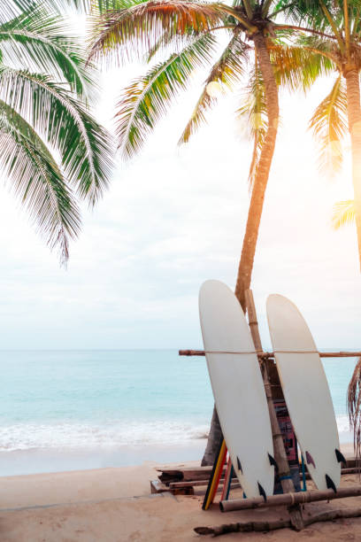 istock Many surfboards beside coconut trees at summer beach with sun light and blue sky background. 1271473079