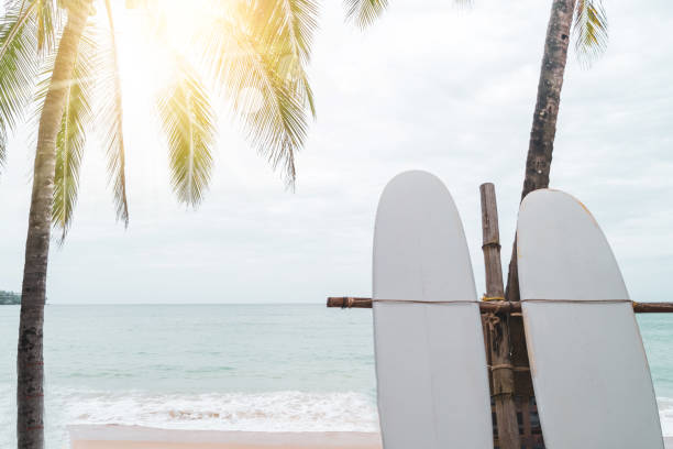 istock Many surfboards beside coconut trees at summer beach with sun light and blue sky background. 1271473122