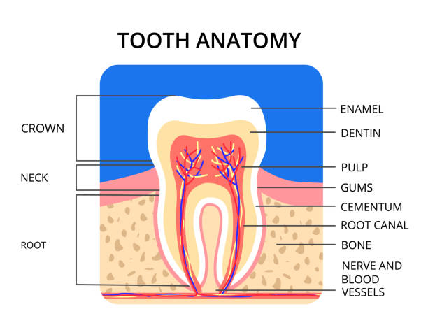 Tooth anatomy infographic. Perfect for medical poster or banner. Vector EPS10 Tooth anatomy infographic. Perfect for medical poster or banner. Vector EPS10 tooth enamel stock illustrations