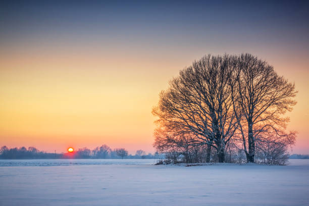 istock Winter scene with snow on the ground ond lonely tree 1271475502