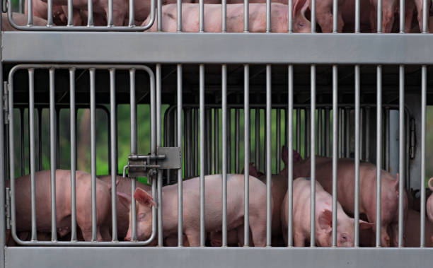 Pigs in truck transport from farm to slaughterhouse. African swine fever (ASF) and swine flu concept. Swine flu (H1N1 virus) carrier. Meat industry. Animal meat market. Pig in metal fence on truck. cerdos en el transporte de camiones de la granja al matadero. concepto de peste porcina africana (asf) y gripe porcina. portador de gripe porcina (virus h1n1). industria cárnica. mercado de carne animal. cerdo en la valla metálica en el camión.