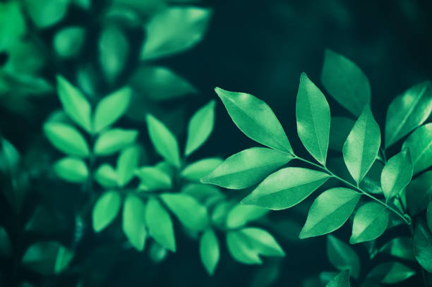 istock green leaves, dark nature background 1271478358