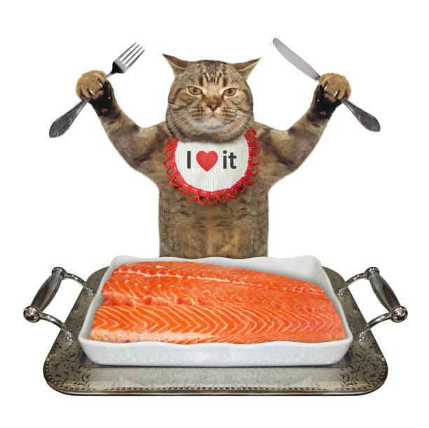 istock Cat eats salmon from metal tray 1271481444