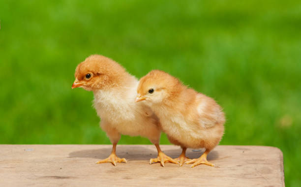 neugeborenen baby huhn freund. tierfreundschaft. kleines paar küken. ostern natürliche tier hintergrund - chicken baby chicken animal egg animal stock-fotos und bilder