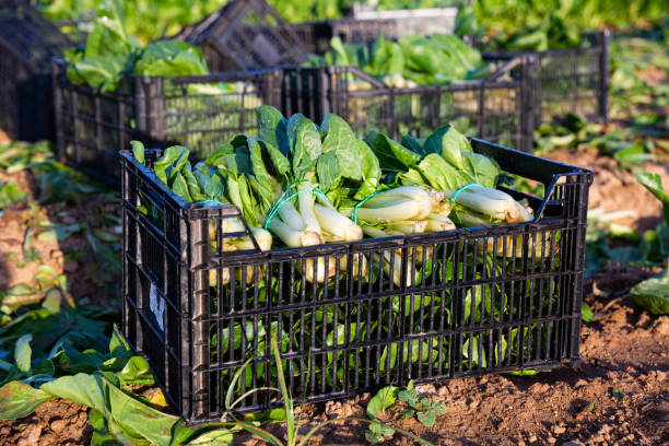 Closeup ripe chard in boxes on a field