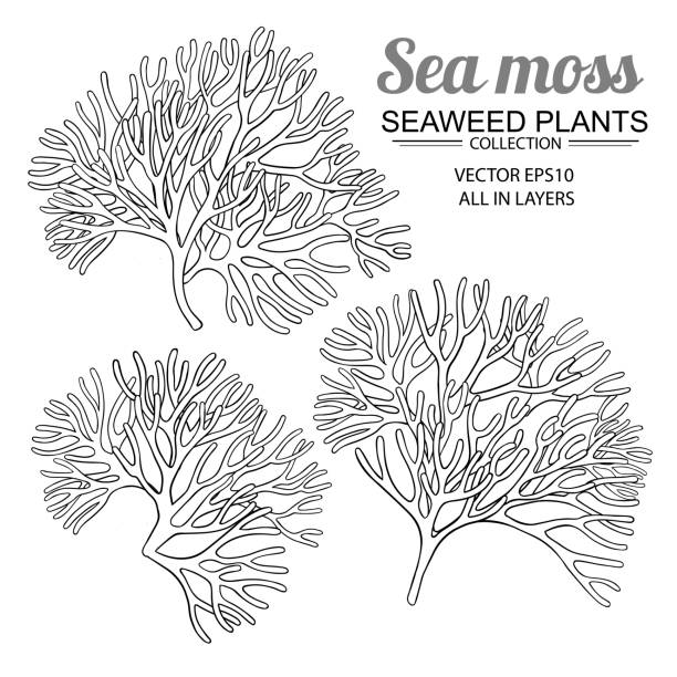zestaw mchu morskiego - moss stock illustrations