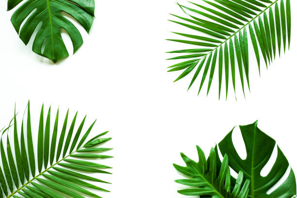 istock Beautiful Tropical Monstera and palm leaf isolated on white background 1271484260