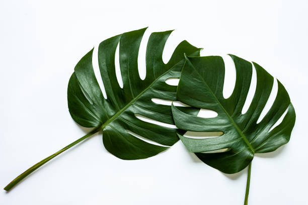 linda folha tropical monstera isolada em fundo branco - cheese plant philodendron rainforest leaf vein - fotografias e filmes do acervo