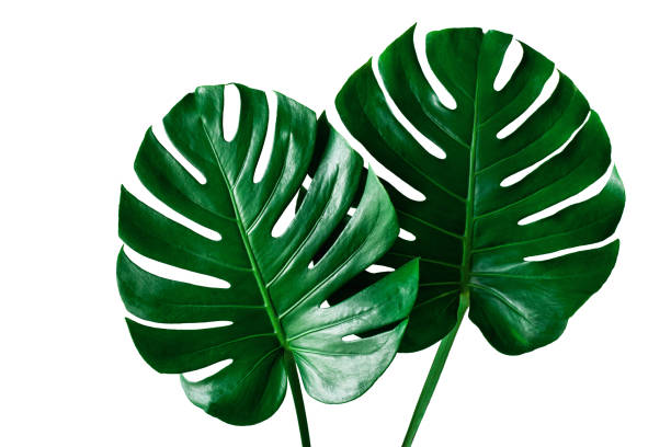 hermosa hoja tropical monstera aislada sobre fondo blanco - cheese plant philodendron rainforest leaf vein fotografías e imágenes de stock