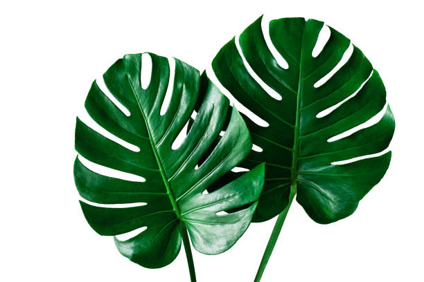 beautiful tropical monstera leaf isolated on white background - rainforest cheese plant philodendron leaf vein imagens e fotografias de stock