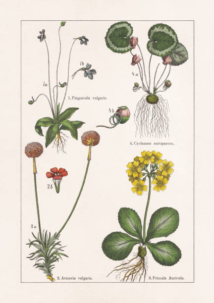 Magnoliids, Asterids, chromolithograph, published in 1895 Magnoliids, Asterids: 1) Common butterwort (Pinguicula vulgaris), b-blossom; 2) Sea thrift (Armeria maritima, or Armeria vulgaris), b-blossom; 3) Mountain cowslip (Primula auricula); 4) Alpine (Cyclamen purpurascens, or Cyclamen europaeum), b-burst seed pod. Chromolithograph, published in 1895. sea thrift illustrations stock illustrations
