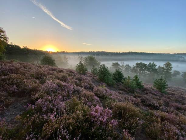 istock Flowering Brunssummerheide heath at daybreak 1271486111