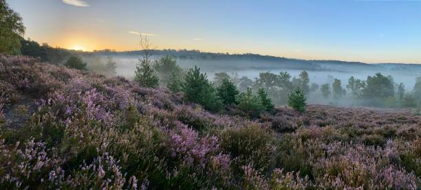 istock Flowering Brunssummerheide heath at daybreak 1271486124