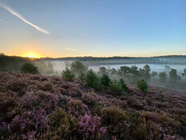 istock Flowering Brunssummerheide heath at daybreak 1271486147