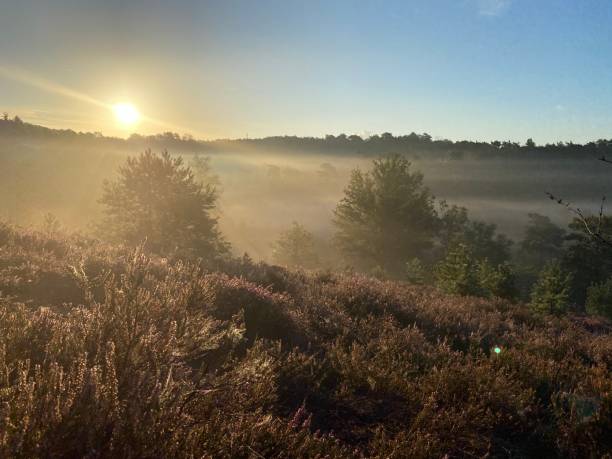 istock Watching Flowering Brunssummerheide heath at daybreak 1271486341