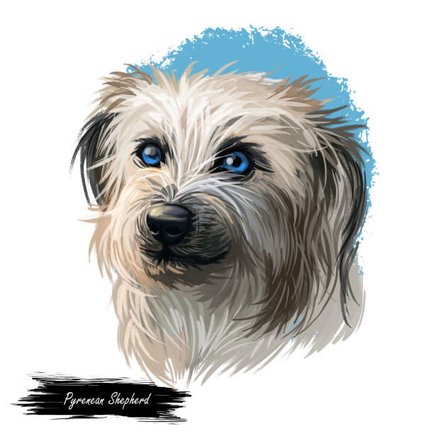 istock Pyrenean Shepherd dog portrait isolated on white. Digital art illustration for web, t-shirt print and puppy food cover design. Berger des Pyrenees, Pastor de los Pirineos, Petit Pyrenees Sheepdog. 1271486495