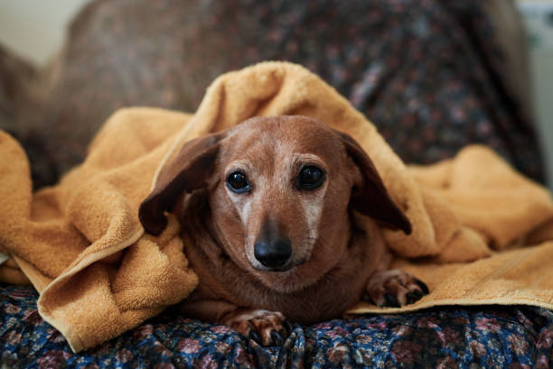istock They treat me real good around here 1271486518