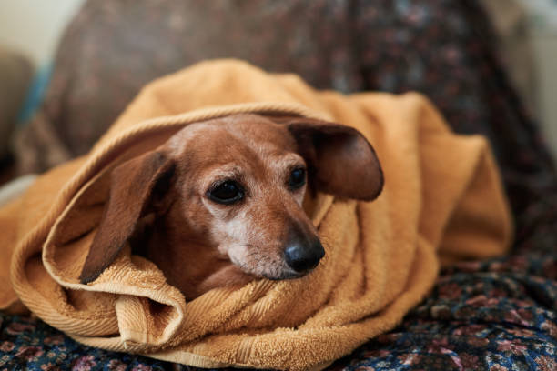istock We all deserve a day of pampering 1271486526