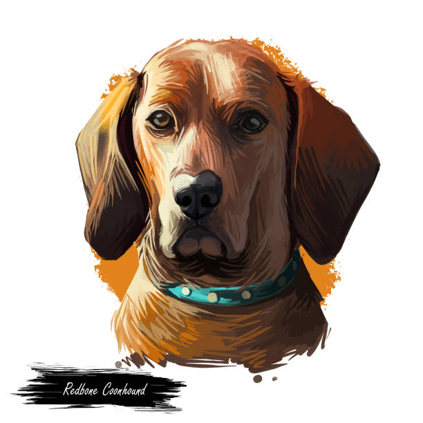 illustrazioni stock, clip art, cartoni animati e icone di tendenza di ritratto di cane coonhound a spina rossa isolato su bianco. illustrazione artistica digitale del cane disegnato a mano per il web, la stampa di t-shirt e il design della copertina del cibo per cuccioli. razza rossa di cane usata per la caccia, redbone coon - redbone coonhound