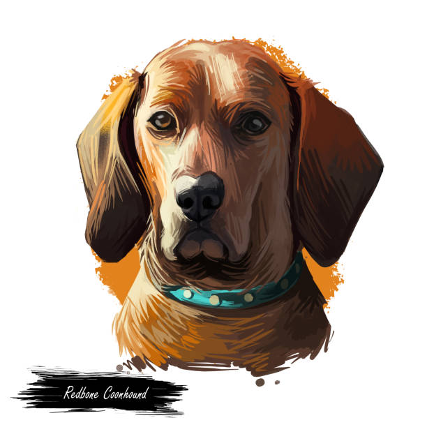白で隔離されたレッドボーンクーンハウンド犬の肖像画。ウェブ用手描き犬のデジタルアートイラスト、tシャツプリント、子犬フードカバーデザイン。狩猟に使用される犬のレッズの品種、 - redbone coonhound点のイラスト素材／クリップアート素材／マンガ素材／アイコン素材