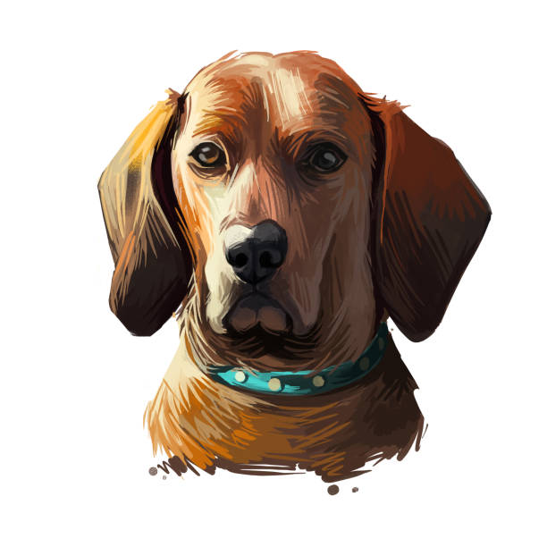 白で隔離されたレッドボーンクーンハウンド犬の肖像画。ウェブ用手描き犬のデジタルアートイラスト、tシャツプリント、子犬フードカバーデザイン。狩猟に使用される犬のレッズの品種、 - redbone coonhound点のイラスト素材／クリップアート素材／マンガ素材／アイコン素材