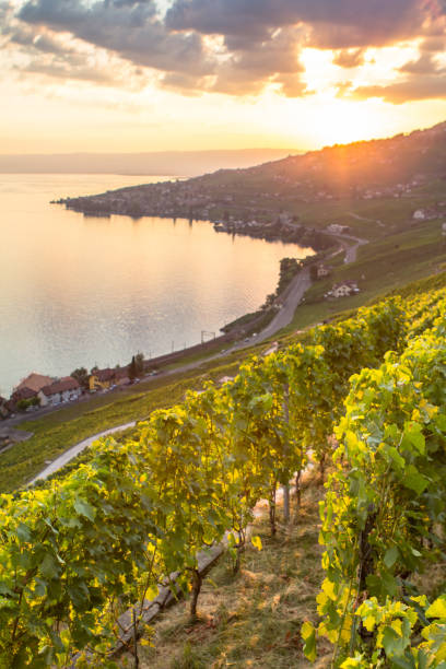 istock Vineyards in Lavaux region, Switzerland 1271487633