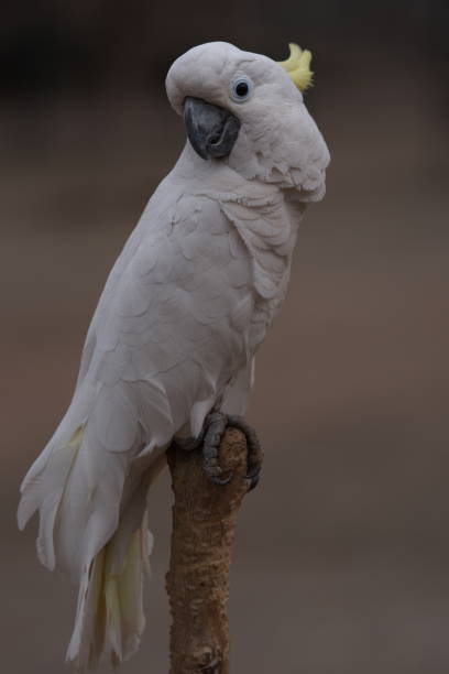istock animals and bird photos 1271487692