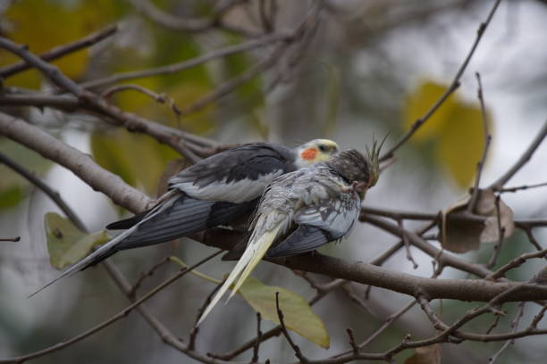istock animals and bird photos 1271487788