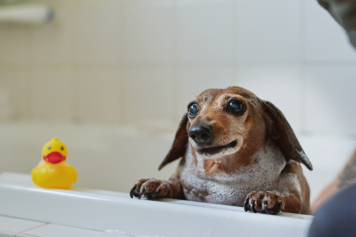 Shot of an adorable dog getting bathed by his owner at home