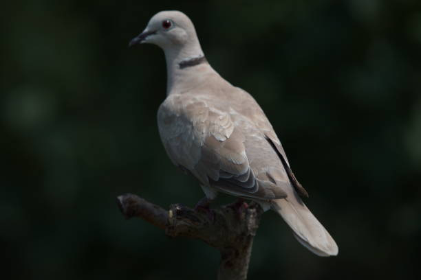 istock animals and bird photos 1271487880