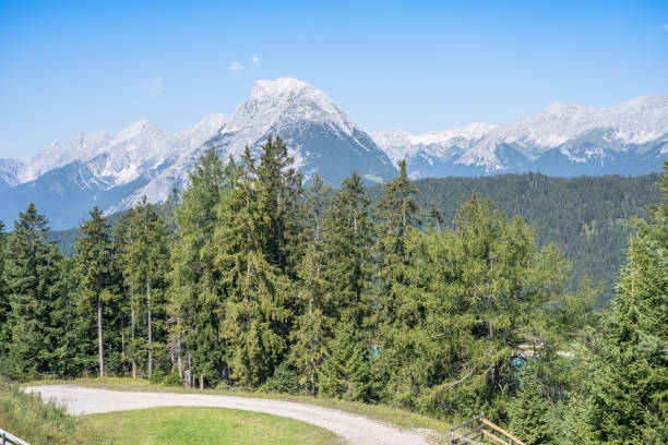 istock Top view of a pine forest 1271488257