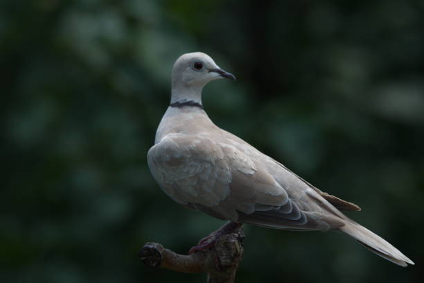 istock animals and bird photos 1271489512