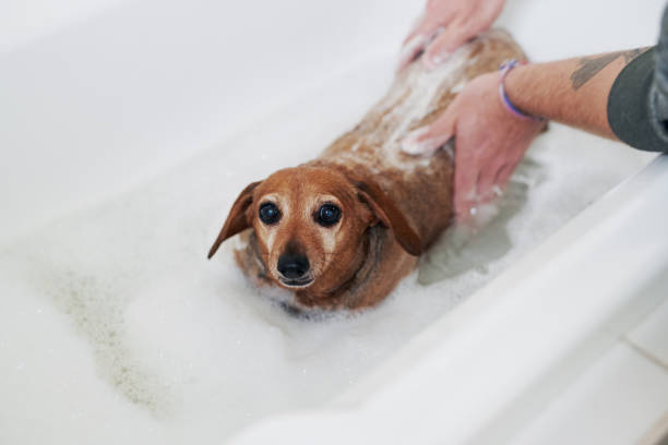 istock If you thought I was cute, see me after this 1271489600