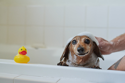 Shot of an adorable dog getting bathed by his owner at home