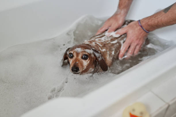 istock The massage is the best part of bath time 1271489618