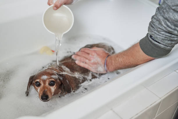 istock Gotta look good for the lady dogs 1271489622