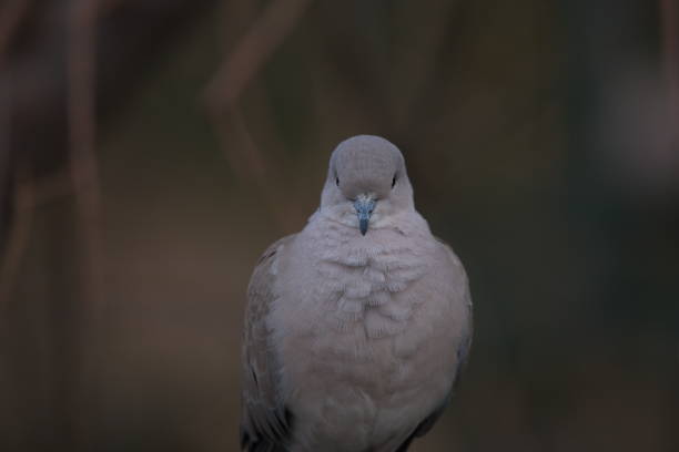 istock animals and bird photos 1271489848