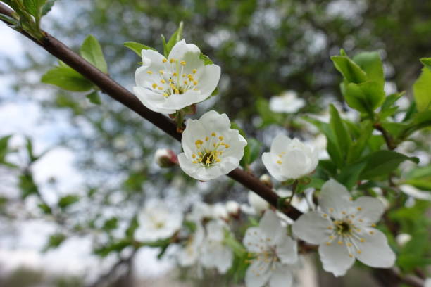 istock Half opened white flowers of sour cherry in mid April 1271489933