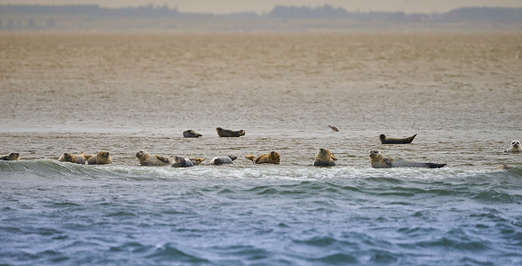 Seals, Phoca vitulina, on a sandbank between the islands of Sylt, Germany and Romo, Denmark