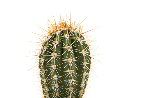 Green single cactus on a white background in a vertical image