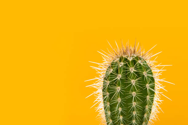 istock Green prickly cactus on a yellow background 1271491136