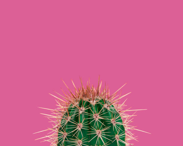 istock Green prickly cactus on a neon pink background 1271491149