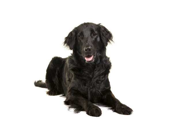 czarny flatcoat retriever pies leżący patrząc na kamerę na białym tle - flatcoat zdjęcia i obrazy z banku zdjęć