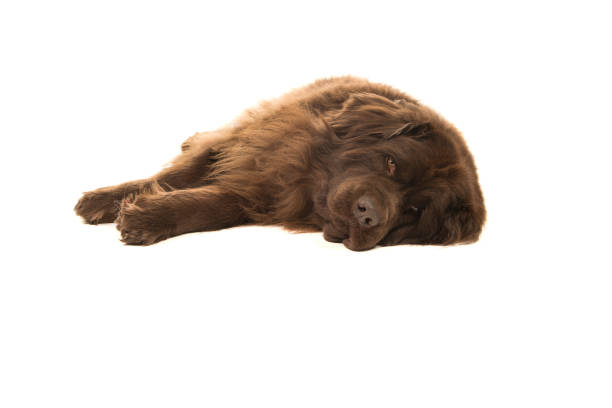 Brown newfoundland dog lying down flat on the ground on a white background