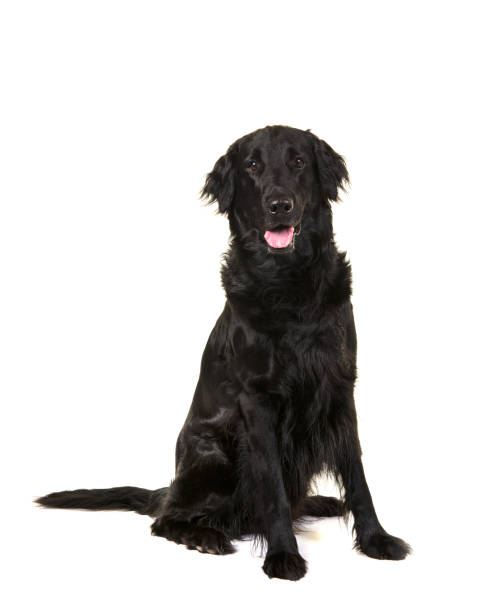 istock Black flatcoat retriever dog sitting looking at the camera isolated on a white background 1271491290