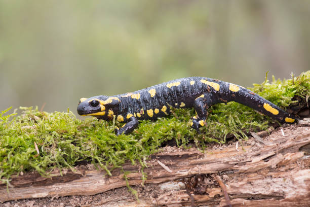 istock Fire salamender walking on a brench with moss 1271491539