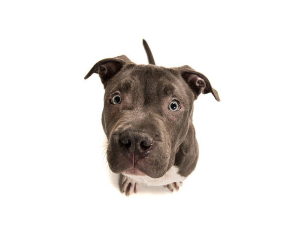 divertente cucciolo di bullo americano con gli occhi azzurri che guardano in alto visto su uno sfondo bianco - dutch bulldog foto e immagini stock