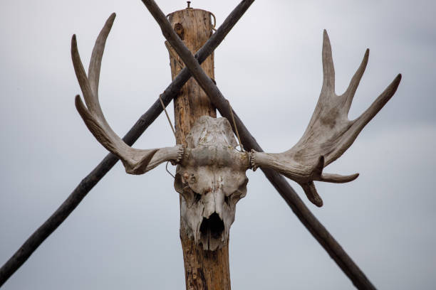 czaszka łosia z rogami wiszącymi na słupie na ulicy - horned death dead texas longhorn cattle zdjęcia i obrazy z banku zdjęć
